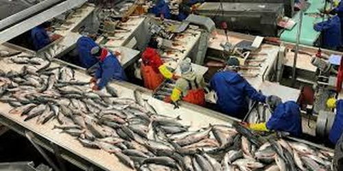 阿拉斯加海鮮加工廠疫情暴發 96名員工確診新冠肺炎，海產品加工安全引關注